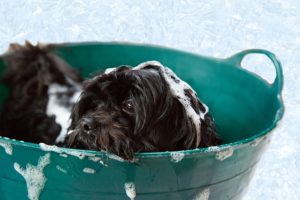 soapy puppy
