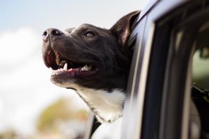 dog traveling buddy