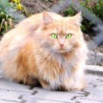 persian cat