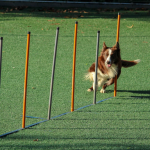 dog training